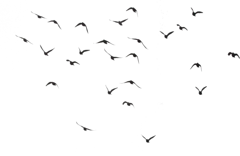 birds